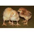 Vanaraja Chicks