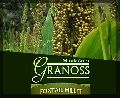 foxtail millet