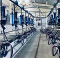 Line milking parlour