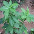 Insulin Plant Leaf Powder, Chamaecostus cuspidatus