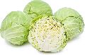 Fresh Organic Cabbage