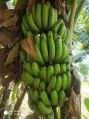 fresh green banana