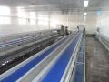 SS Vegetables & Fruits Handling Conveyor