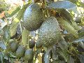 Avocado Plant Growth Regulator