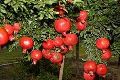 Pomegranate Plant Growth Regulator