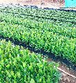Kaju Plants