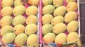 mango fruit exporter