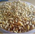 Bansi Wheat Seeds