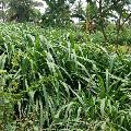 Jinjwa Grass Seeds