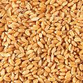 Kudrat 13 Wheat Seeds