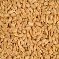Kudrat 17 Wheat Seeds