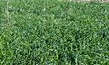 Makhan Grass Seeds
