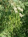 Moringa Grass Seeds