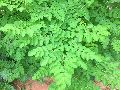 Moringa Leaf Dry