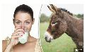 donkey milk in exporters.com
