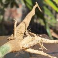 Moringa Oleifera Root