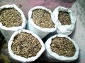 Moringa Seeds PKM 1