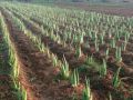 Aloevera contract farming