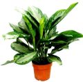 Aglaonema Indoor Plant