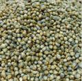 Pearl Millet Seeds