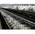 Broiler Breeder Layer Cages