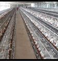 California Poultry Cages