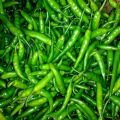 fresh green chilli