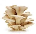 fresh oyster mushroom