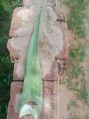 Medicinal Aloe Vera Leaf
