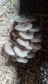 Oyester mushroom