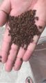 Brown Fresh Chicory Extract