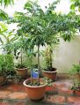 Starfruit Plant