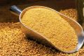 Organic Soybean Meal