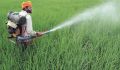 Chemical Pesticides