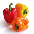 Fresh Bell Pepper