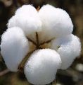 White raw cotton