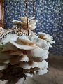 Fresh Organic Oyster Mushroom