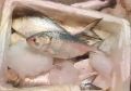 Sea Hilsa Fish