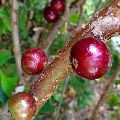 Jaboticaba Red Fruit Live Plants