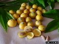 Jaboticaba Yellow fruit Live Plant