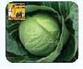 F1 Ronics Cabbage Seeds
