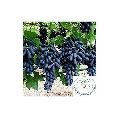 Black Grapes Plant