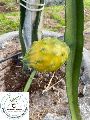 Dragon Fruit Yellow Plant