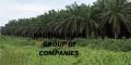 Oil Palm Plant