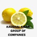 Kaushal Kisan tissue culture lemon plant