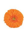 Orange Gerbera Plant