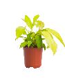 Philodendron Lemon Lime Plant with 8 Inch Nursery Pot