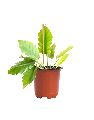 Philodendron Pluto Plant with 4 Inch Nursery Pot
