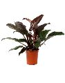 Philodendron Red Plant with 5 Inch Nursery Pot