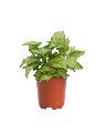 Syngonium Alba Plant with 4 Inch Nursery Pot